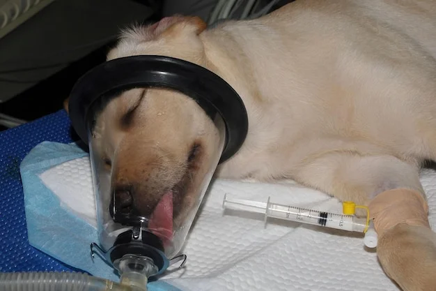 castração de cães