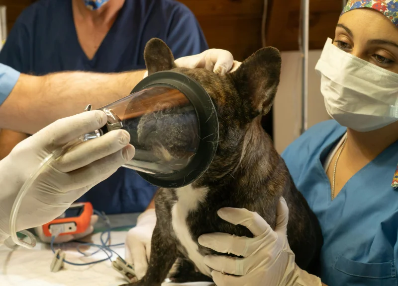 castração de cães