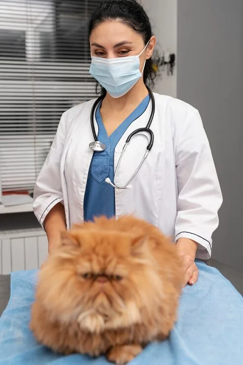 castração para pets