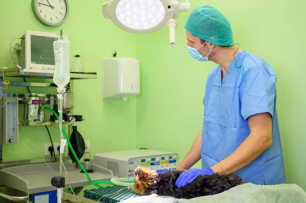 castração veterinária