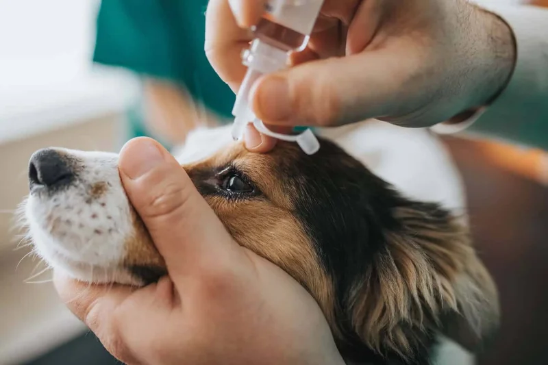 consulta com oftalmologista veterinário