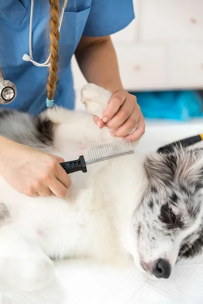 dermatologista para cachorro