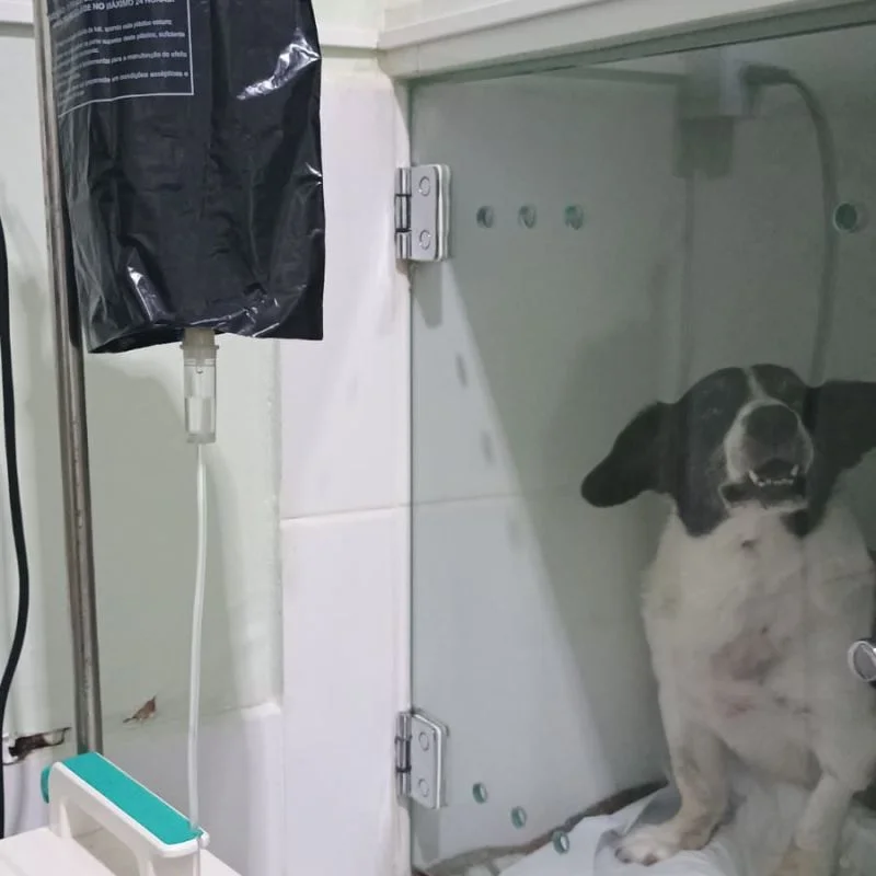 internação para cães