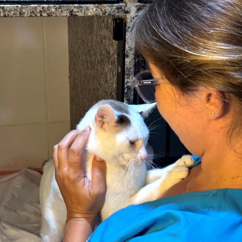 internação para gatos