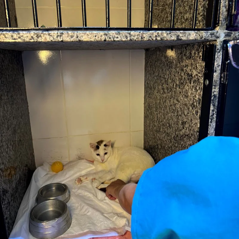 internação veterinária na Vila Velha