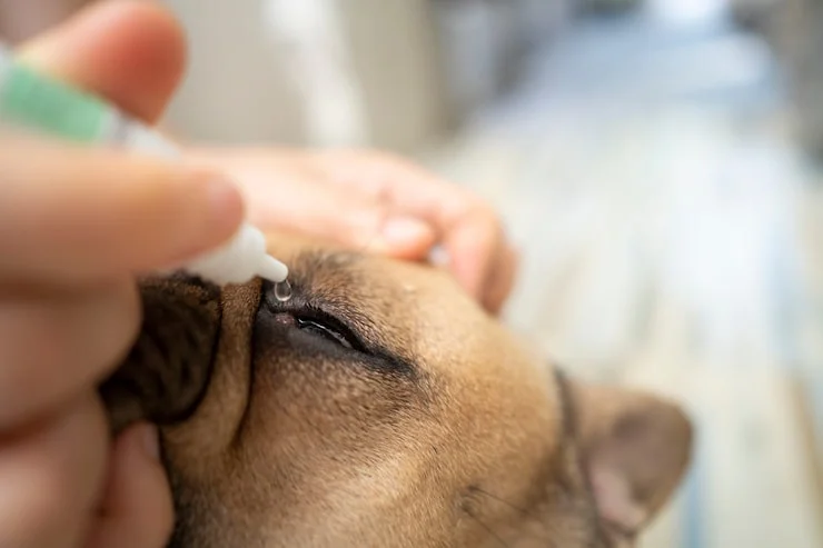 oftalmologista para cachorro