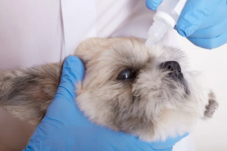 oftalmologista veterinário