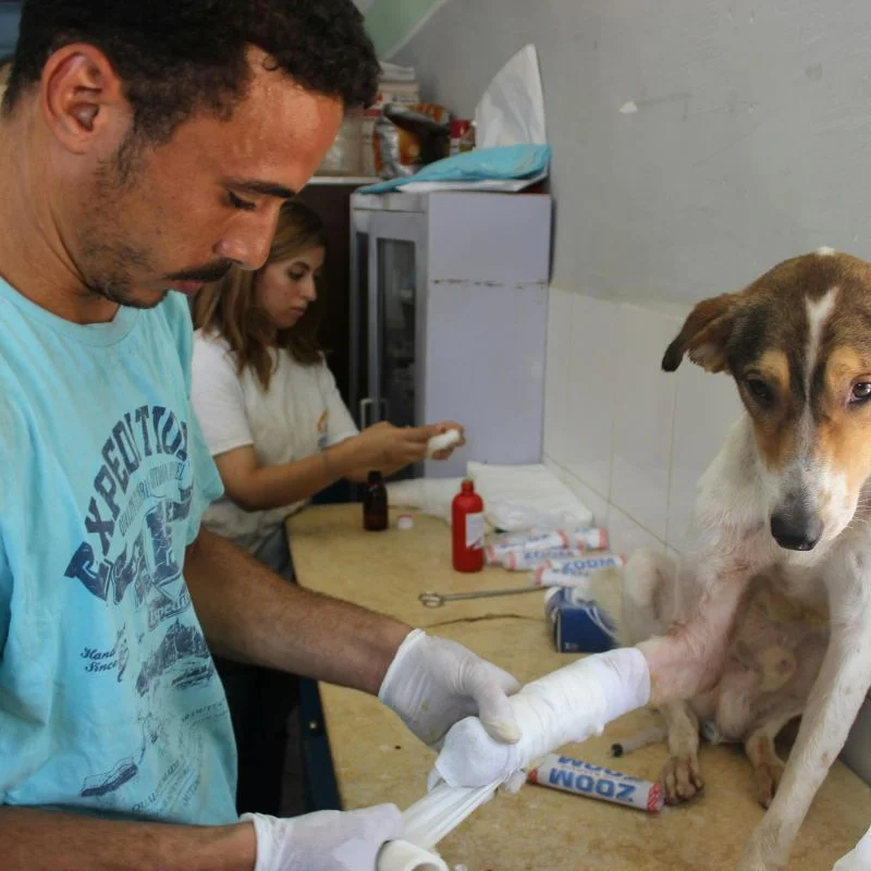 ortopedista para cães