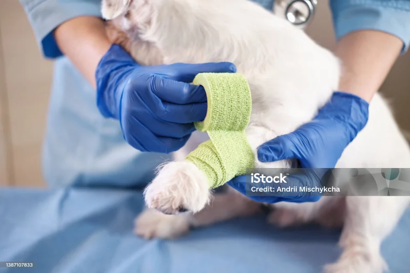 ortopedista para cães