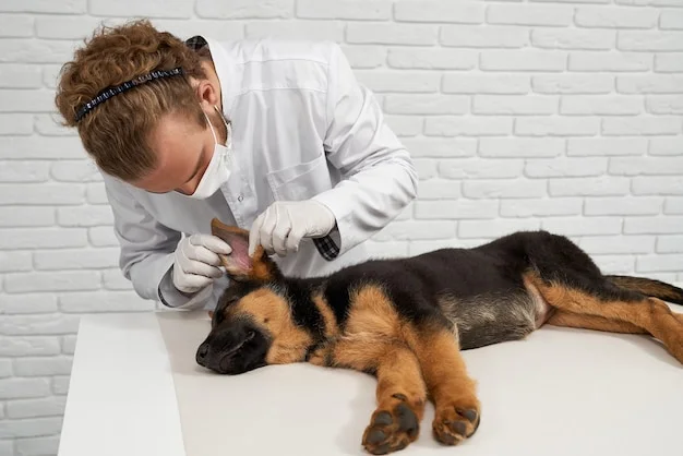 otoendoscopia para gatos