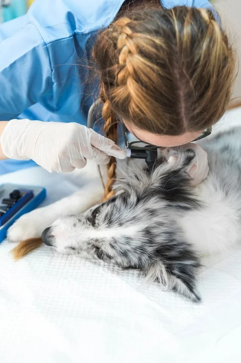otoendoscopia veterinária