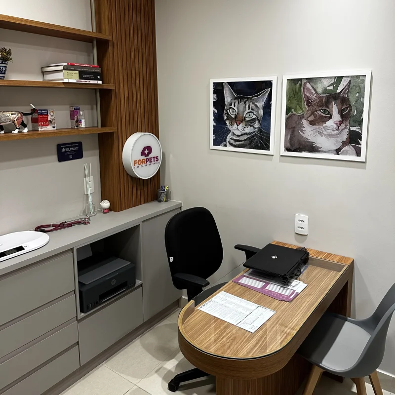 Consultório gatos