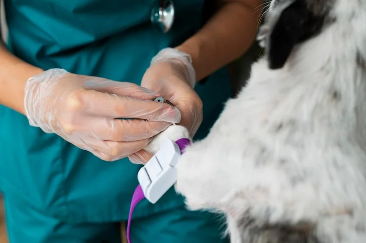 Oncologia Veterinária