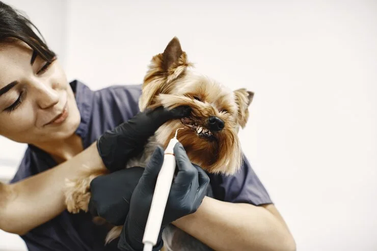 Odontologia Veterinária