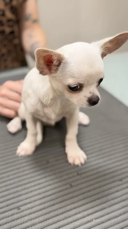 Nutrição Veterinária