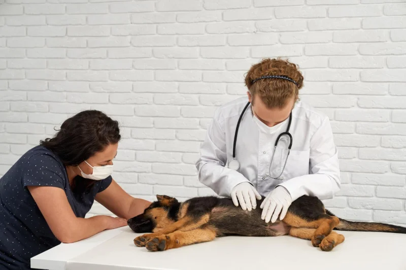 Nefrologia e Urologia Veterinária