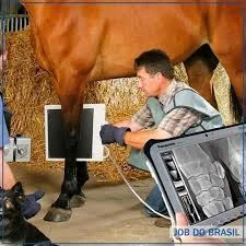 radiografia digital para cães