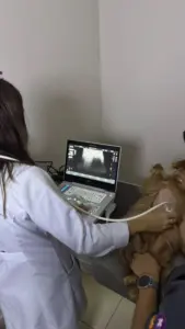 Ultrassonografia Digital Veterinária