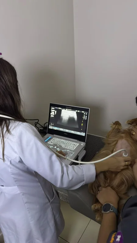 Ultrassonografia Digital Veterinária