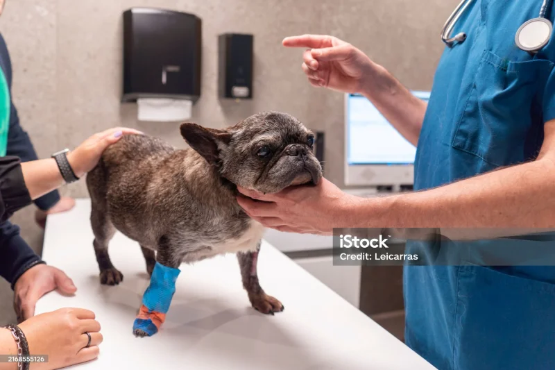 serviço de ortopedia veterinária
