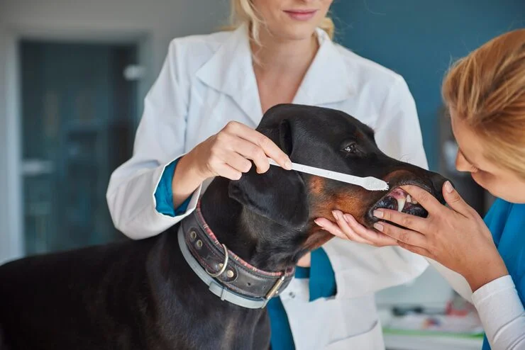 veterinário odontológico
